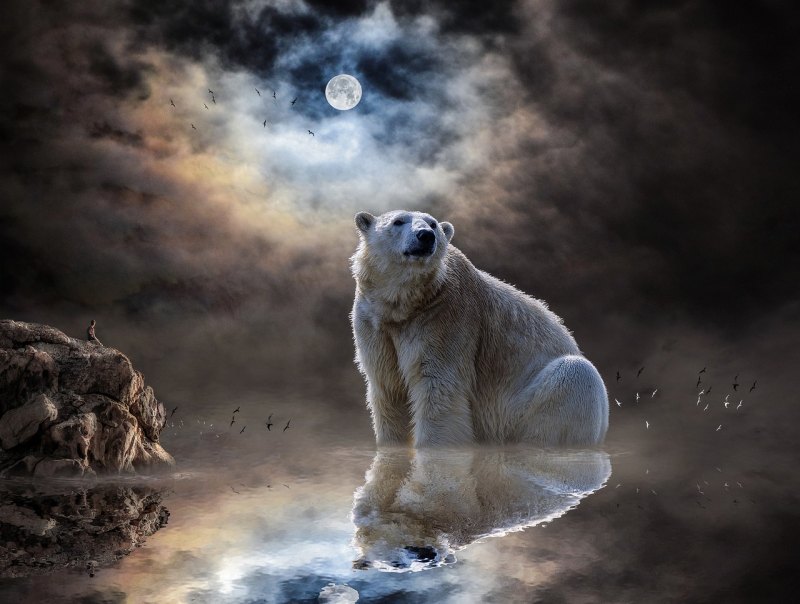重庆海洋公园有北极熊吗,巴南海洋公园最新消息 - 汇30资讯