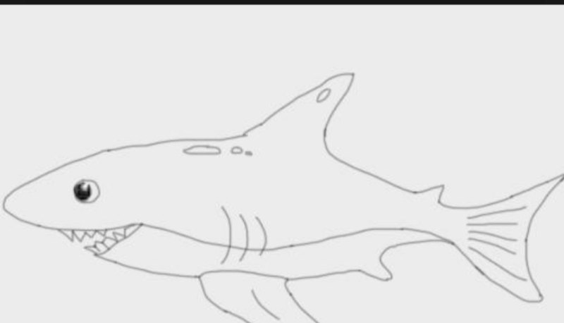 鲨鱼简笔画教程,怎么画鲨鱼 - 汇30资讯