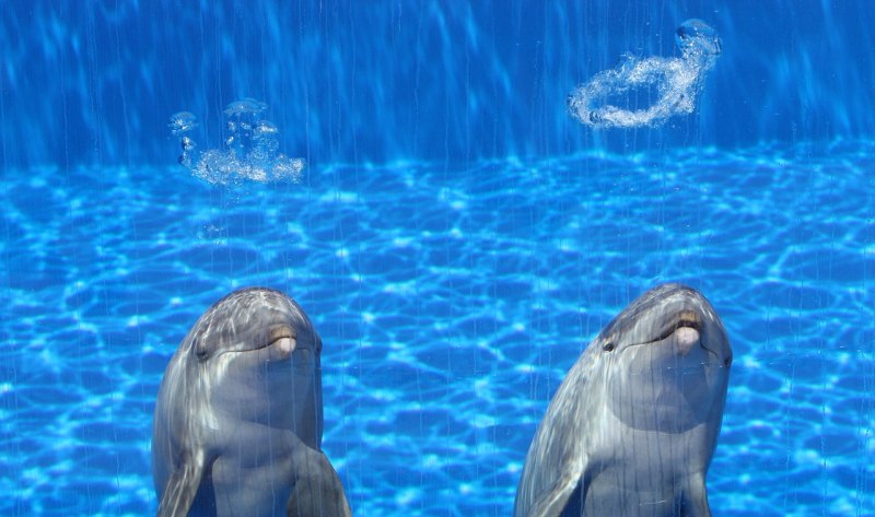 佛山哪里有海洋公园或水族馆，顺德海豚汽车推荐店铺 - 汇30资讯