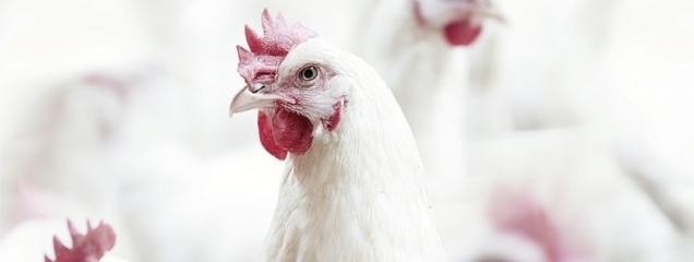 农村养牛养鸡哪一类收入多 - 汇30资讯
