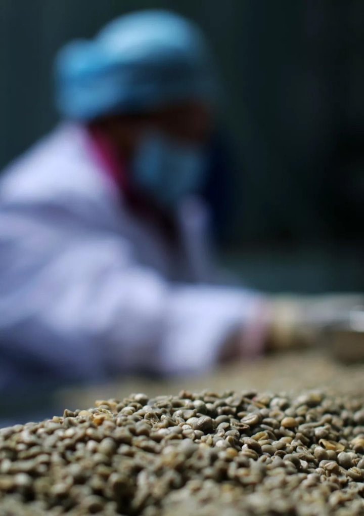 全球精品咖啡豆阿拉比卡豆价格暴跌，喝杯咖啡能便宜吗 - 汇30资讯