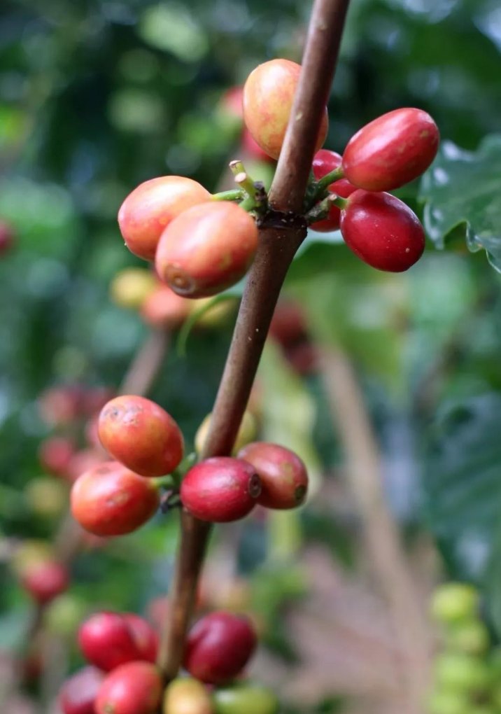 全球精品咖啡豆阿拉比卡豆价格暴跌，喝杯咖啡能便宜吗 - 汇30资讯