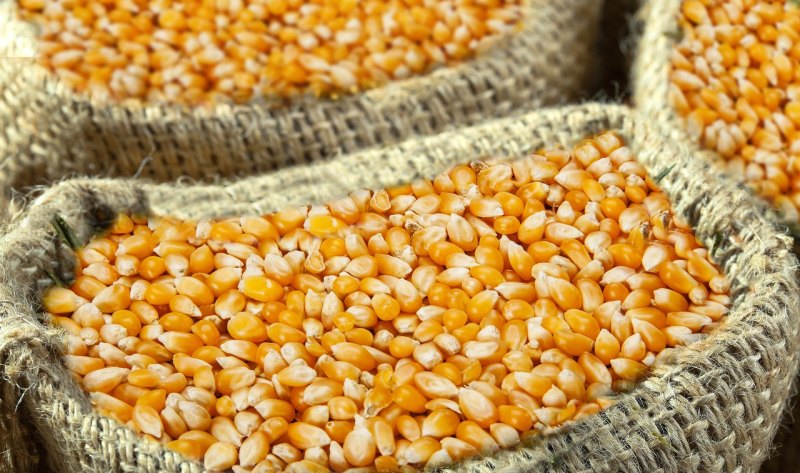 玉米上涨幅度较高，大豆更高，粮价还会上涨吗？ - 汇30资讯