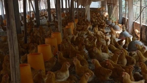 在农村跟一些禽业公司签合同养鸡，可靠吗？有别的建议吗 - 汇30资讯