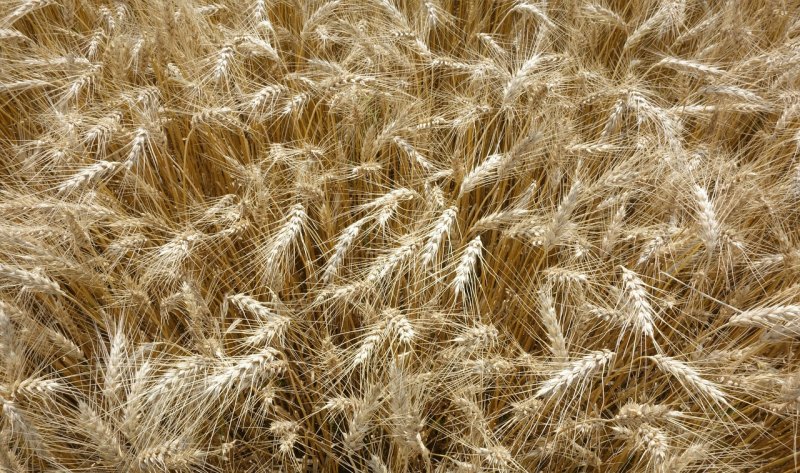 小麦怎么种猫草 - 汇30资讯