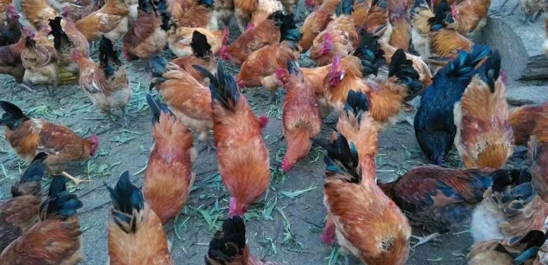鸡怎么喂养长得快 - 汇30资讯