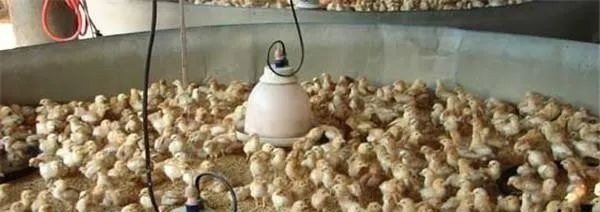 小鸡正确饲养方法，养小鸡怎么养 - 汇30资讯