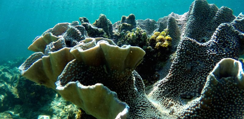 马尾藻海据说是地球上最危险的海，透明度达72米，为什么无人敢踏足 - 汇30资讯
