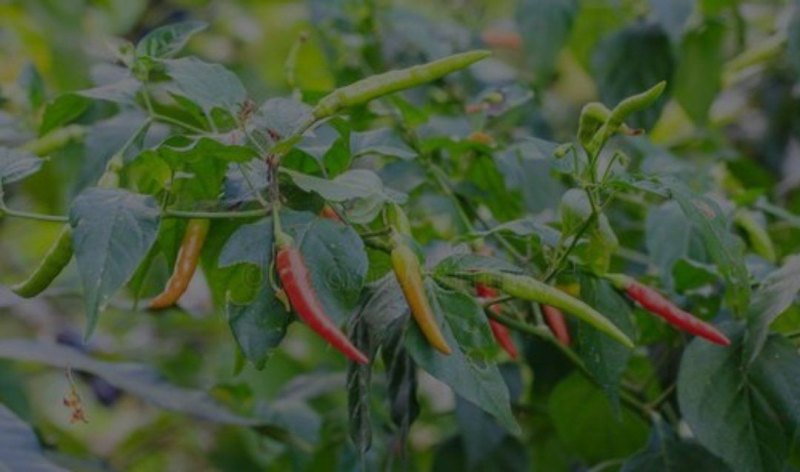辣椒种植时间和方法有哪些 - 汇30资讯